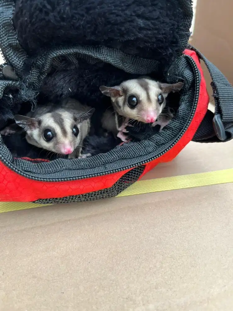 Sugar Glider Joey Betina Jinak 4 bulan