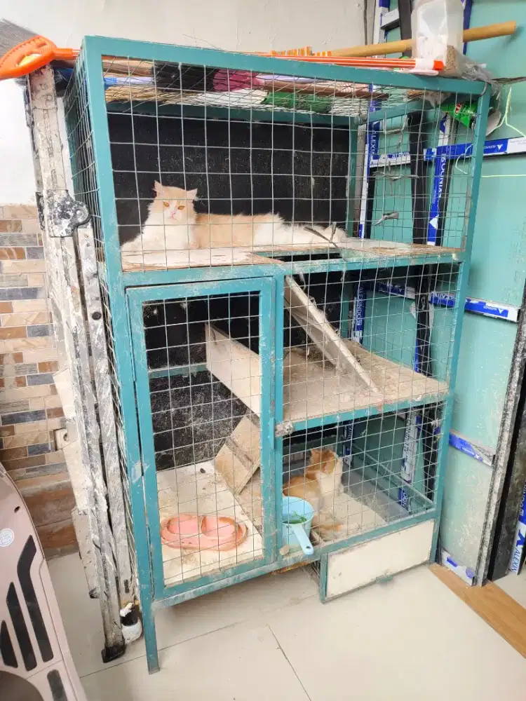 Di jual murah kucing & kandang besi besar