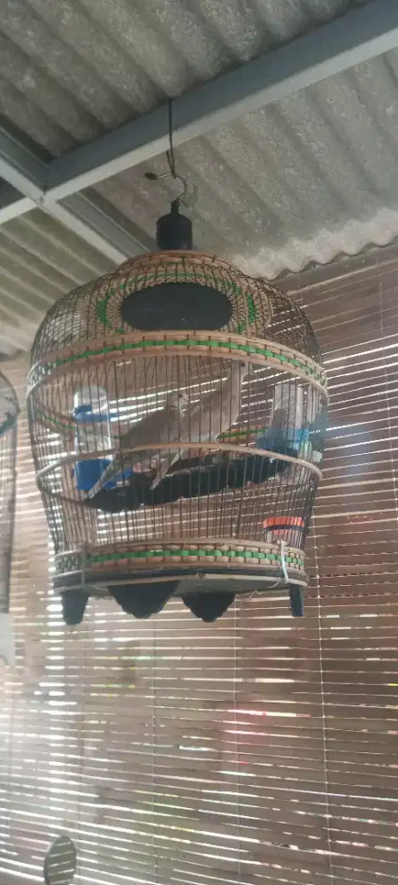 Jual cepat burung puter pelung silangan fullset