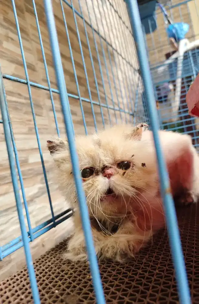 Kitten Peaknose Pure, Kondisinya jamuran, warna krim