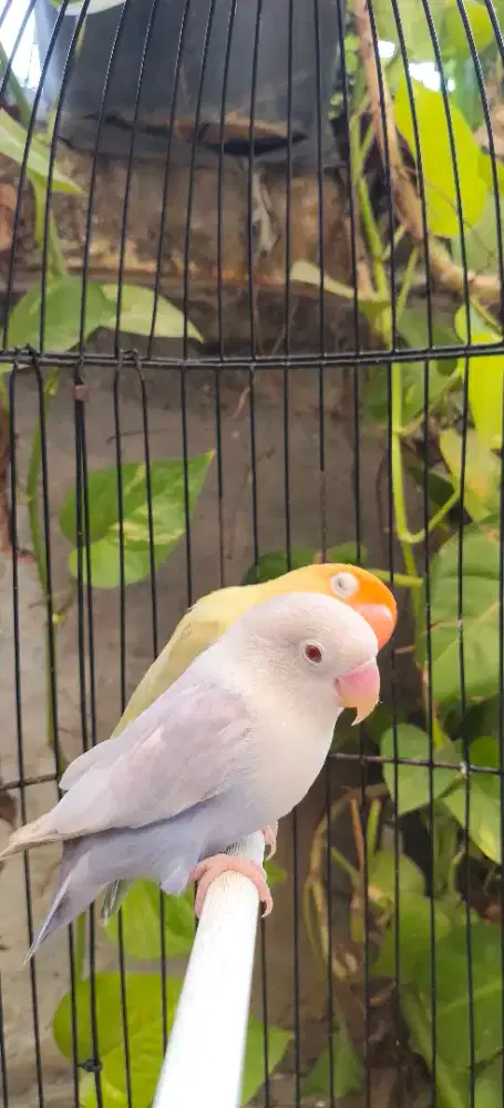 Lovebird PF Sepasang