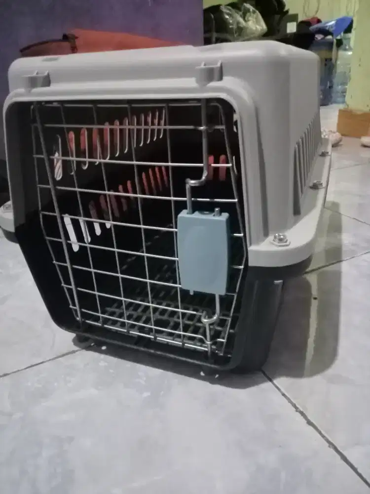 Pet Cargo kucing baru