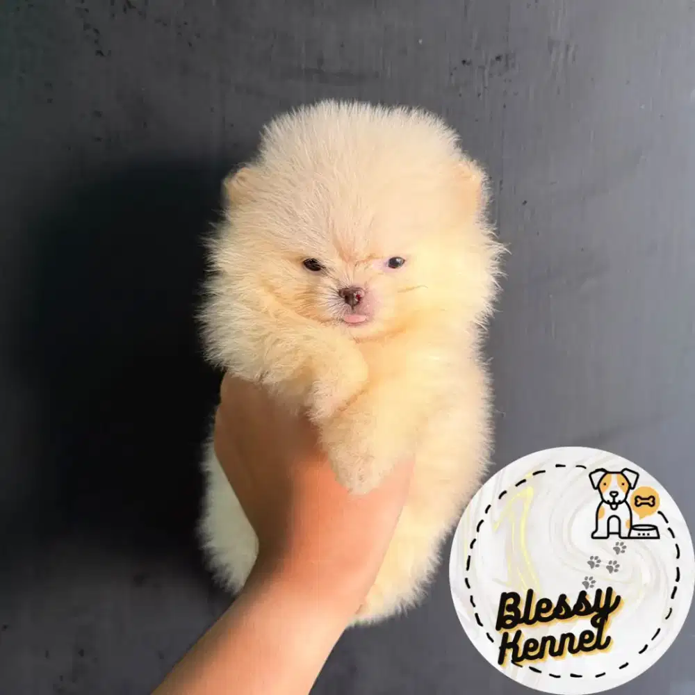 Anjing Superminipom / Minipom
