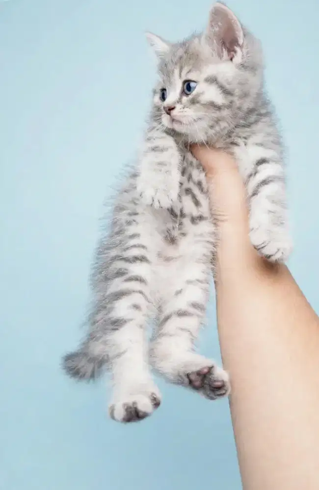 Kucing kitten British shorthair silver tabby