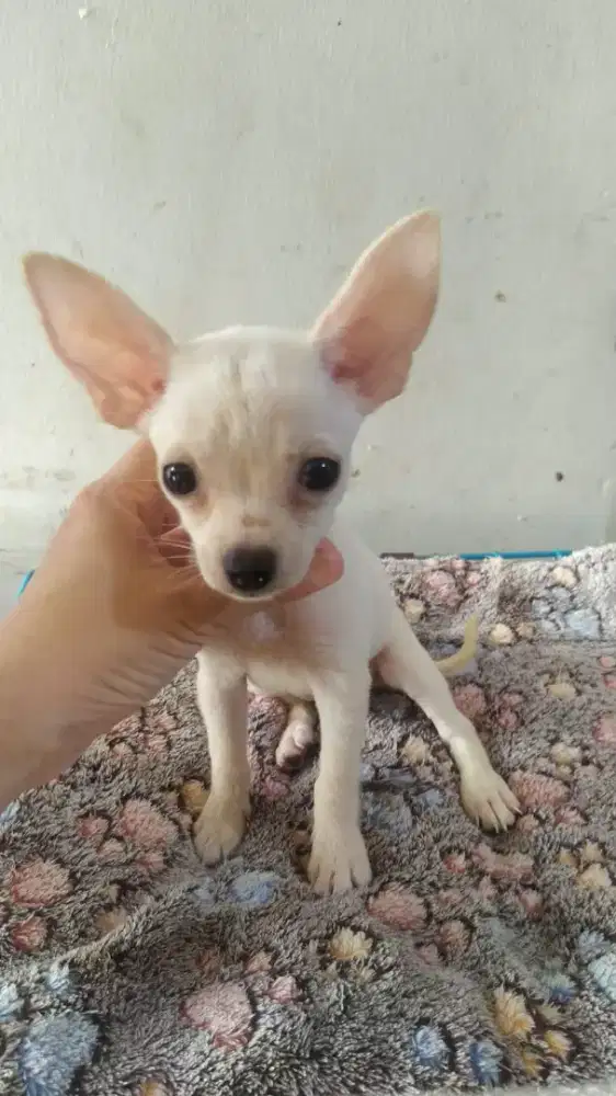 Chihuahua 2 bl pure