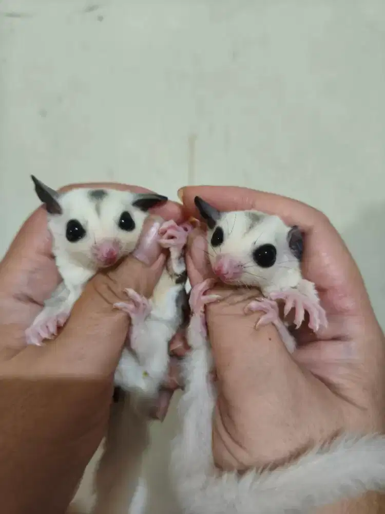Sugar Glider Platmoz Betina Jantan Mozaik Platmos Joey Mozaic