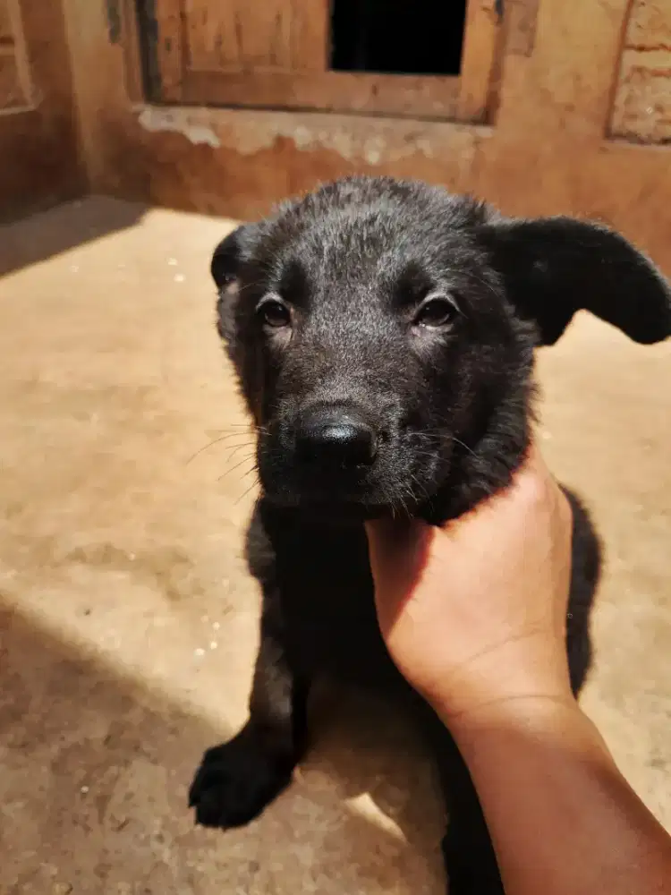 Anak anjing german sheperd/herdee
