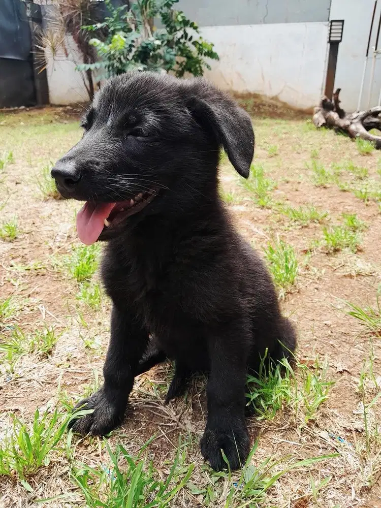 Jual Puppies Black German Sheperd