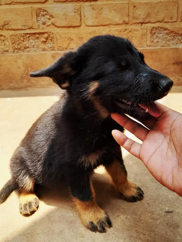 Anak Anjing/Puppy German Shepherd/herder