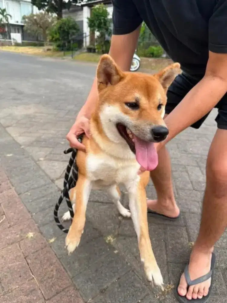 di jual anjing ras shiba inu