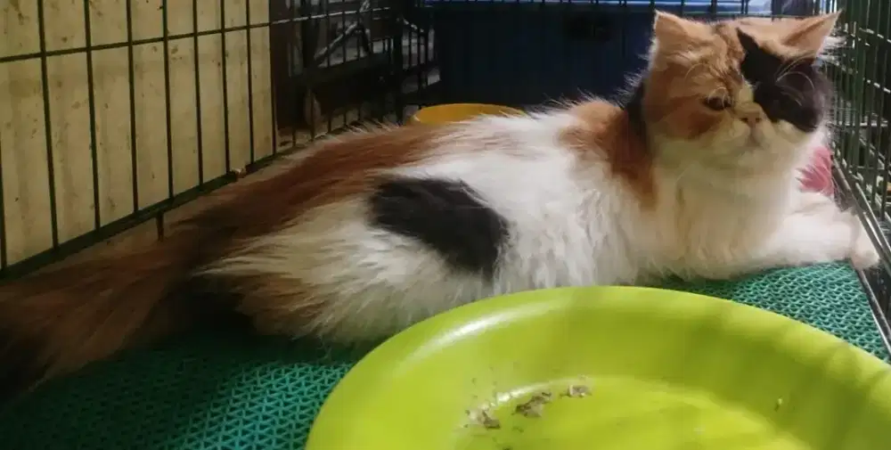 Betina peaknose calico