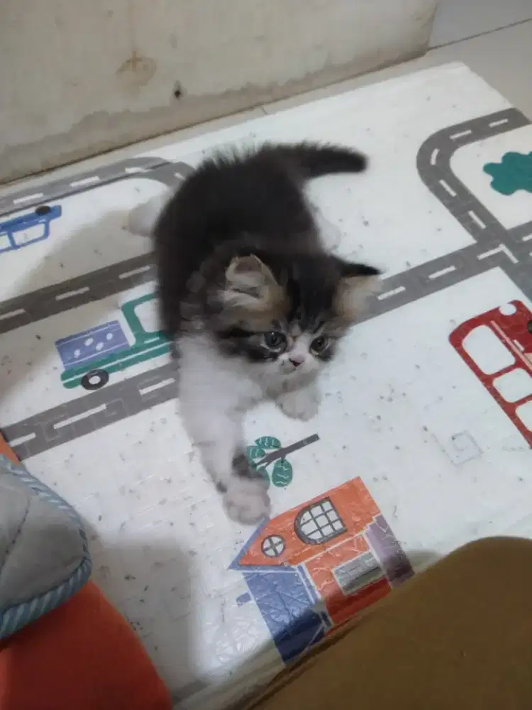 Kitten Persia jantan