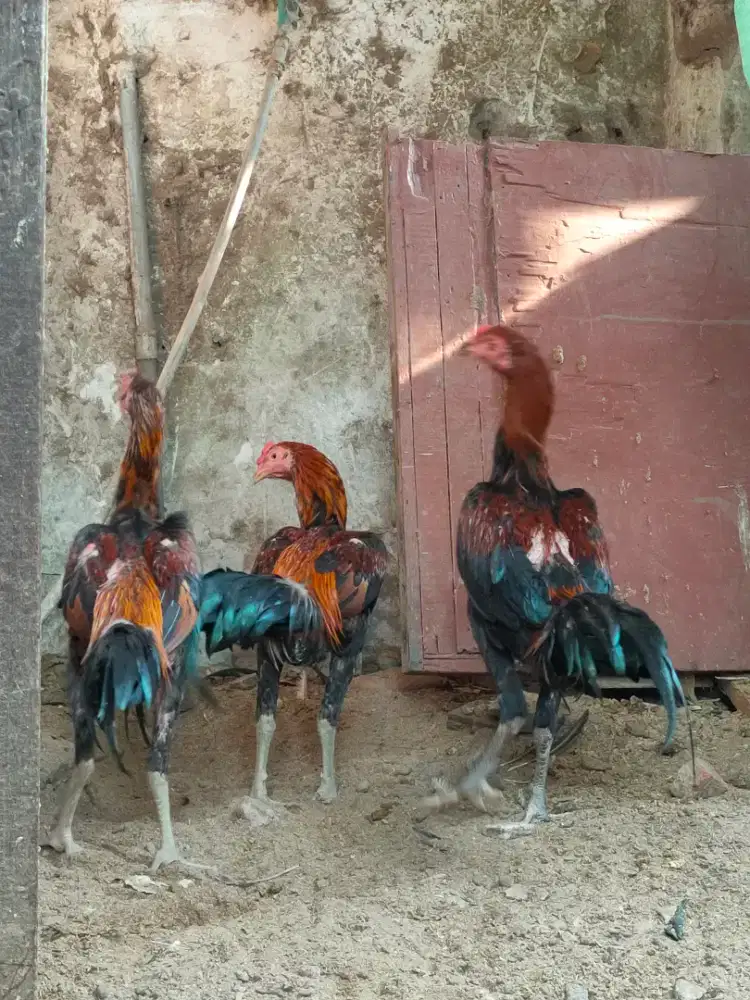 Ayam Birma Lancuran