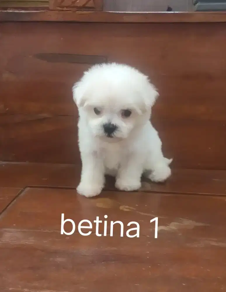 Maltese betina . Kosongan
