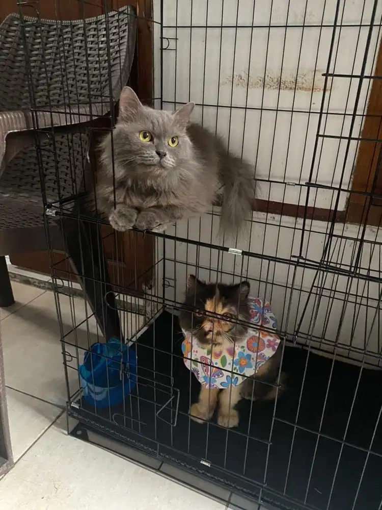 Kandang Kucing Kandang Anjing