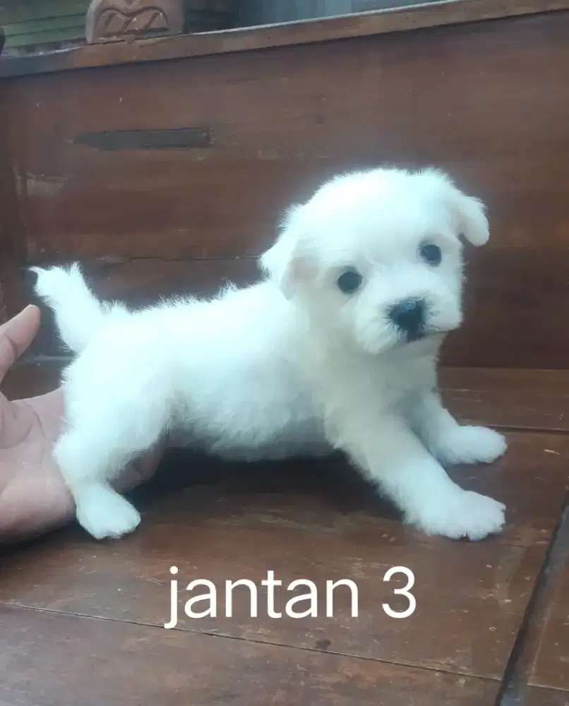 Maltese jantan .
