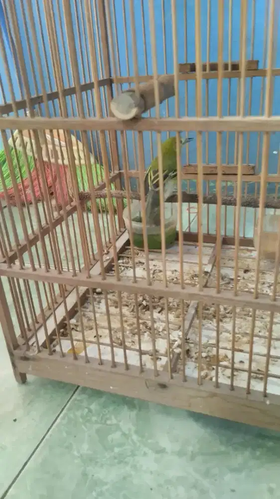 BURUNG CIPOW  MULUS