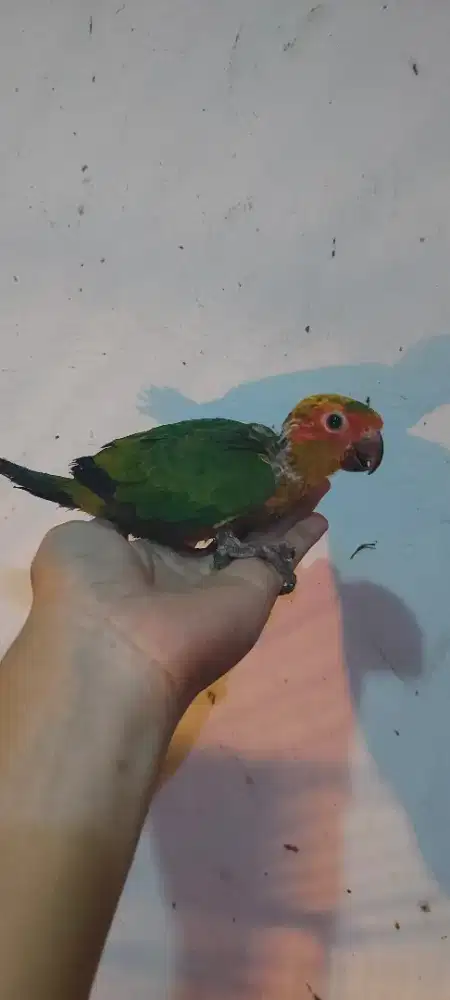 Sunconure  baby mulus sehat