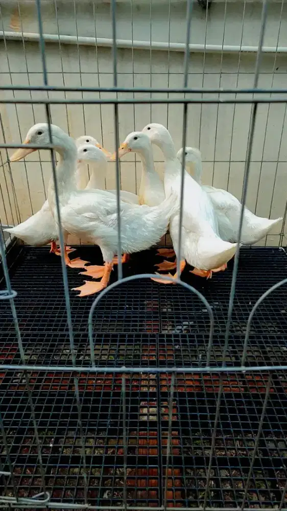 Bebek Peking Remaja