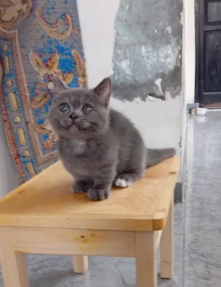 MUNCHKIN BSH BLUE