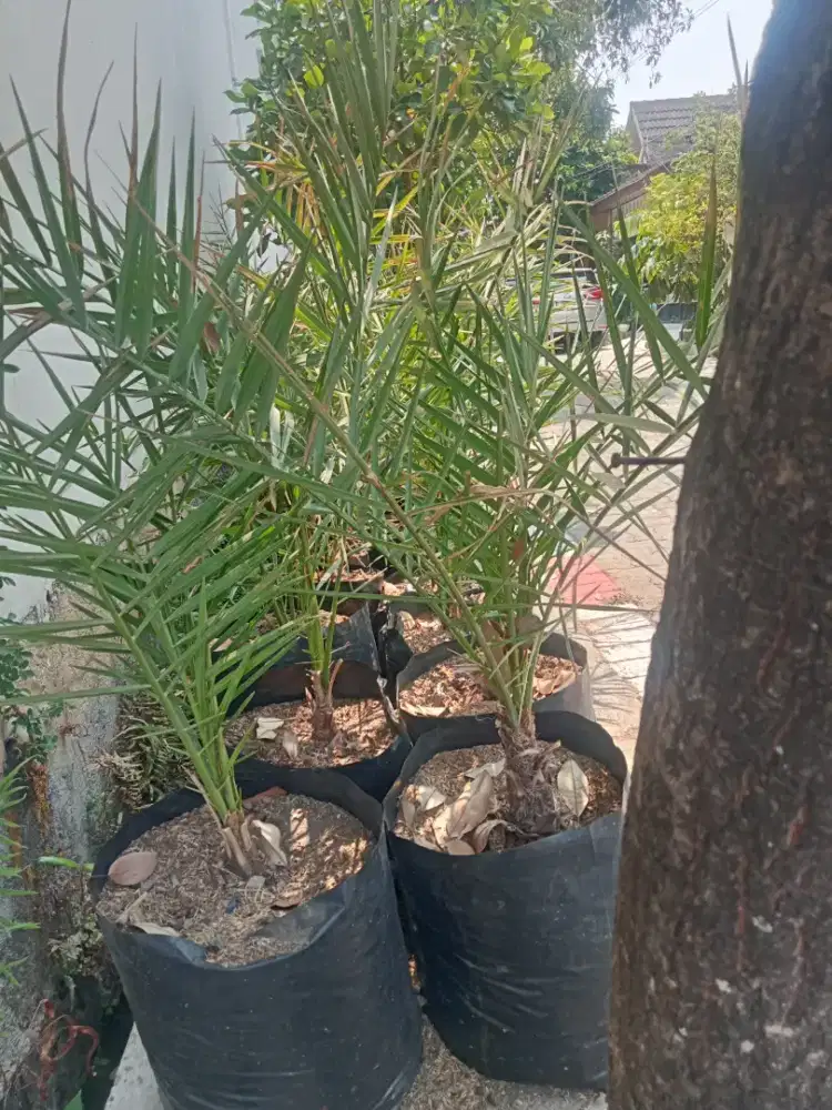 Bibit pohon Kurma
