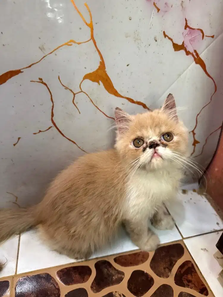 Kitten persia peaknose jantan