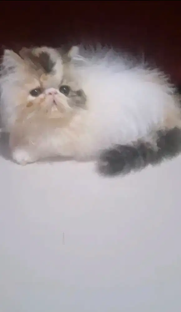 Kucing peaknose 2bln calico