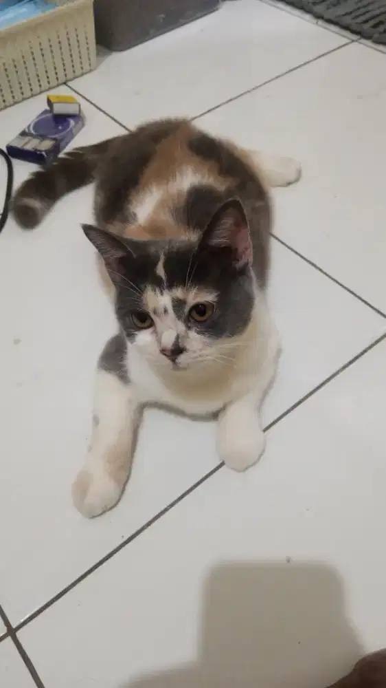 Lepas adopt kucing bsh Calico cantik