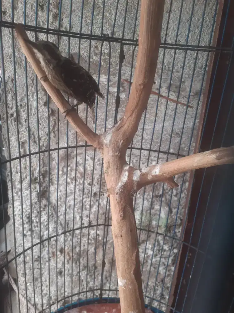 Jual burung platuk beras jantan udh furtotal tnggl nerusin aj