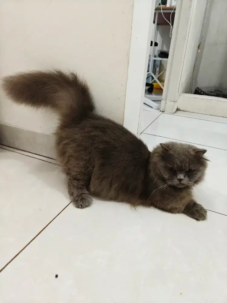Munchkin BLH Jantan