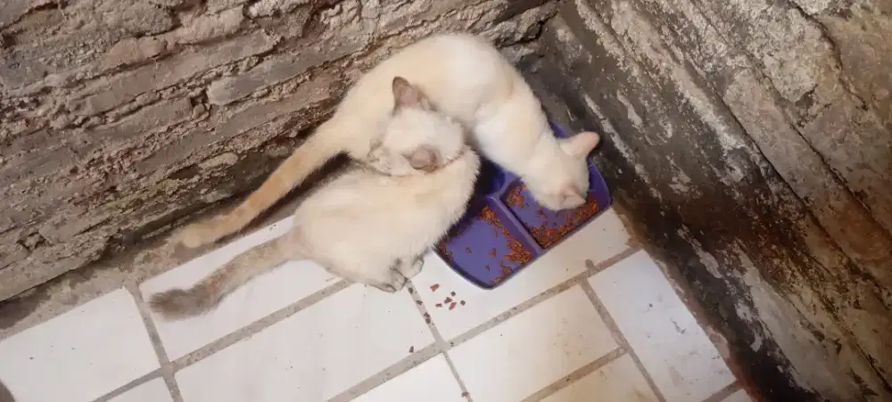 kucing ras campuran  manja