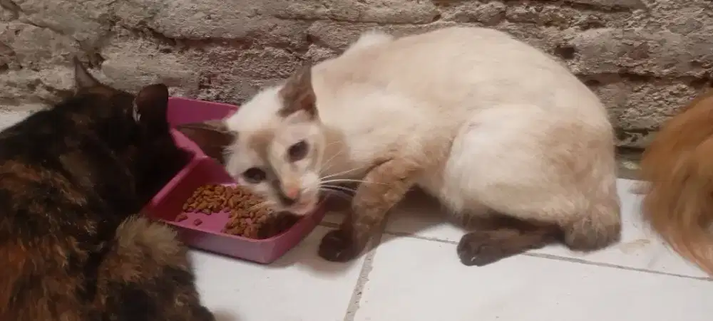 kucing ras campuran manja dan jinak