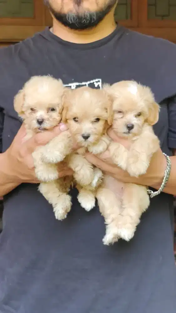 Ready anakan Maltipoo (maltis x poodle)