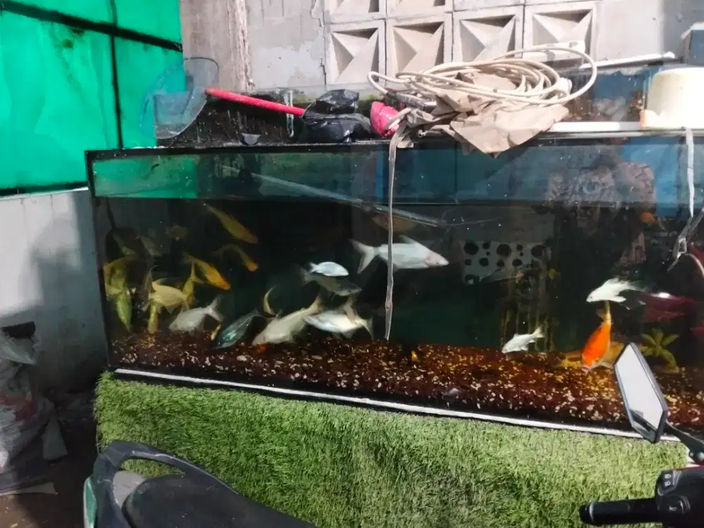Jual aquarium 500