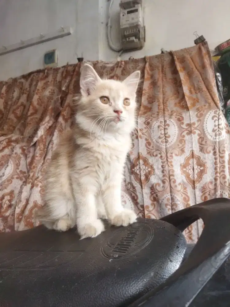 Kucing Persia Angora himayalan