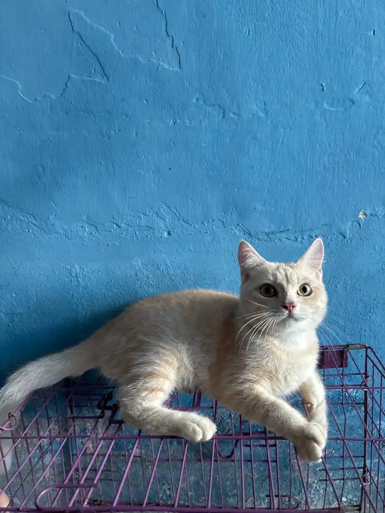 bsh golden cream jantan