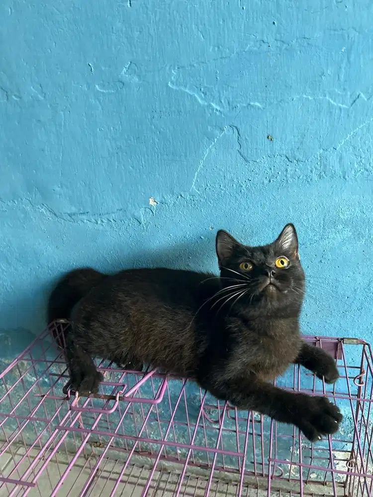bsh black jantan