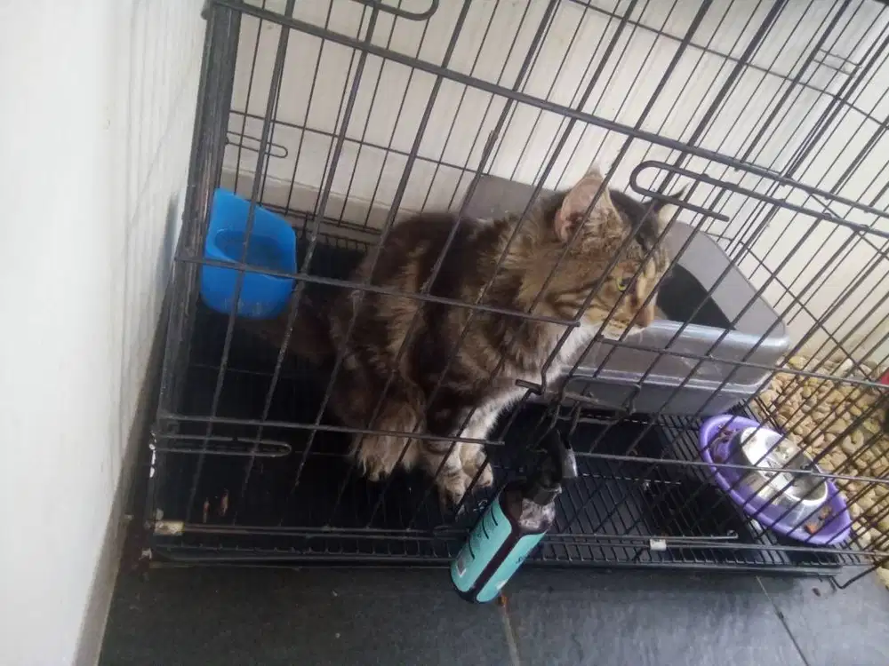 Kitten mainecoon jantan ramah dan patuh