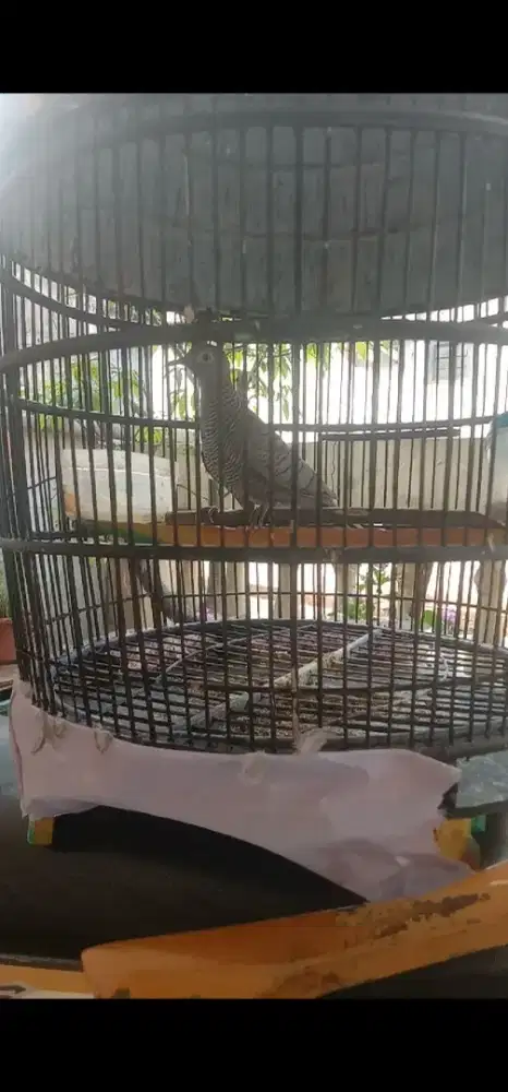 Perkutut kalung tepung agungan