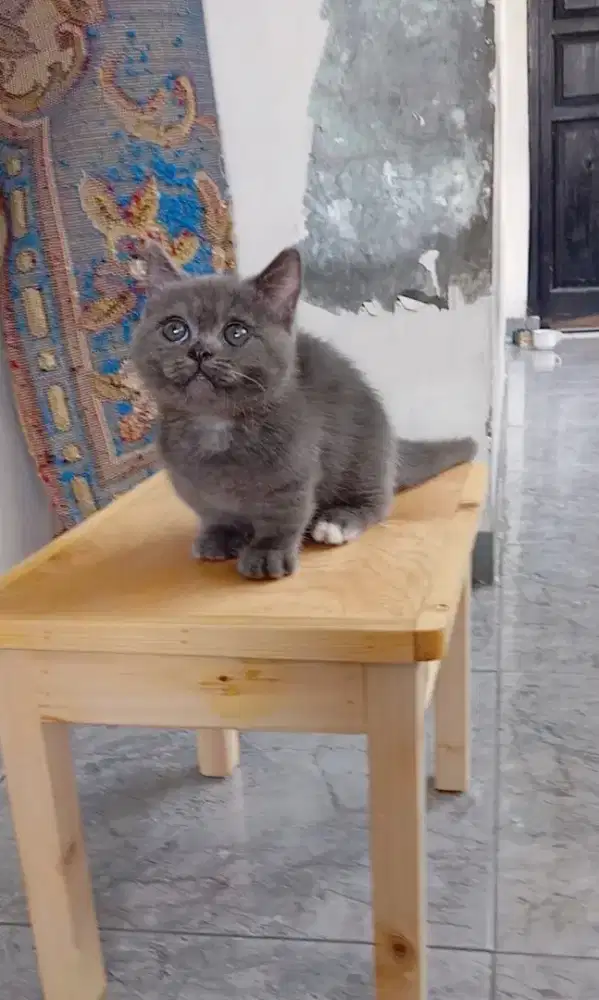 Kitten BSH Munchkin blue jantan 3 bulan