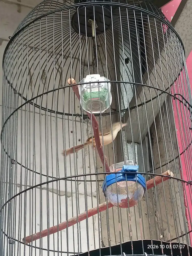 Cikris Cisem Ciwah Burja