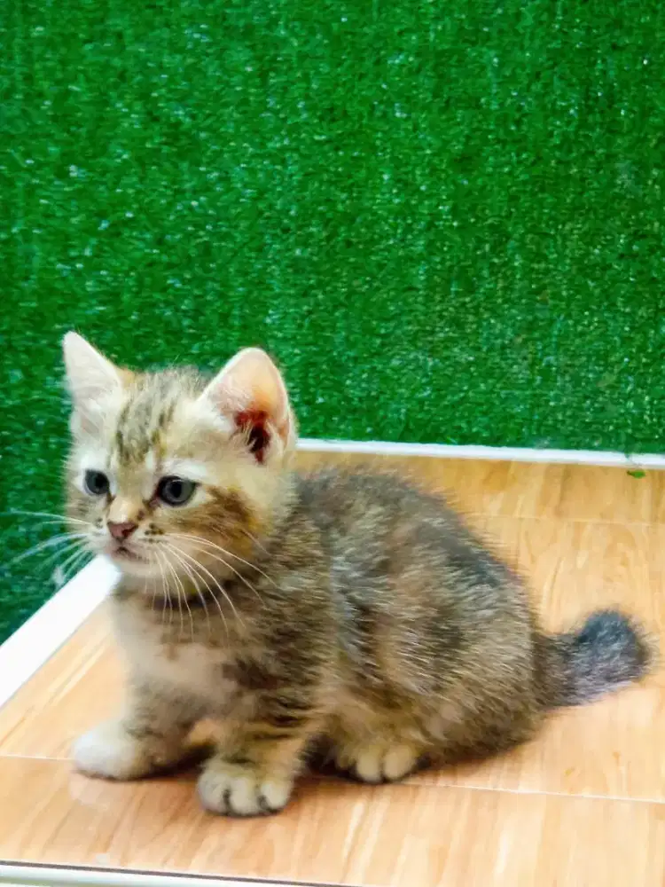 Kitten Munchkin Shorthair