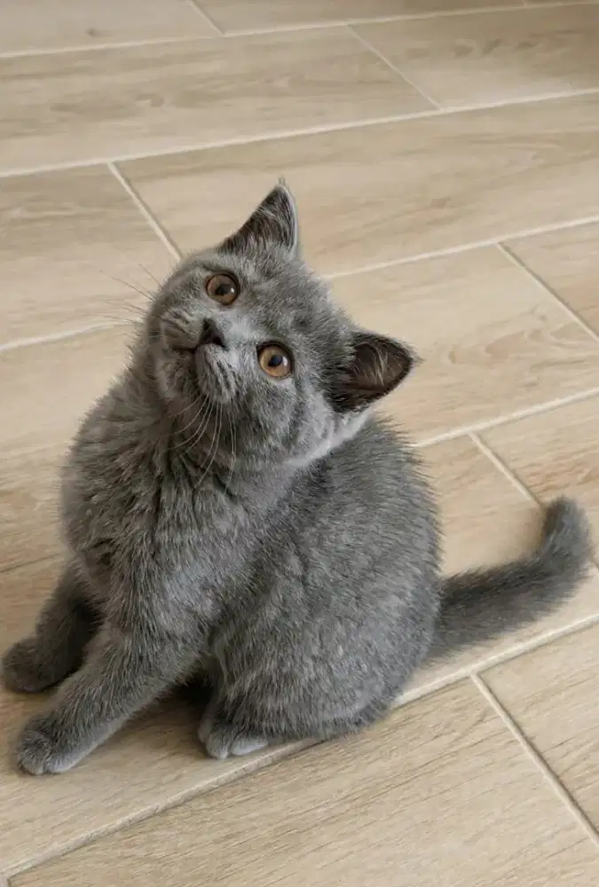 Kucing kitten British shorthair Bluesolid Betinaa