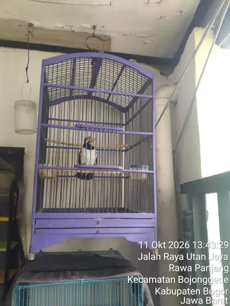 Di jual, jalak suren gacor.