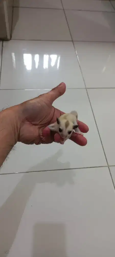 Sugar Glider Joey Platinum Jantan