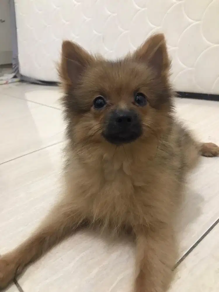 open adopt anjing pom