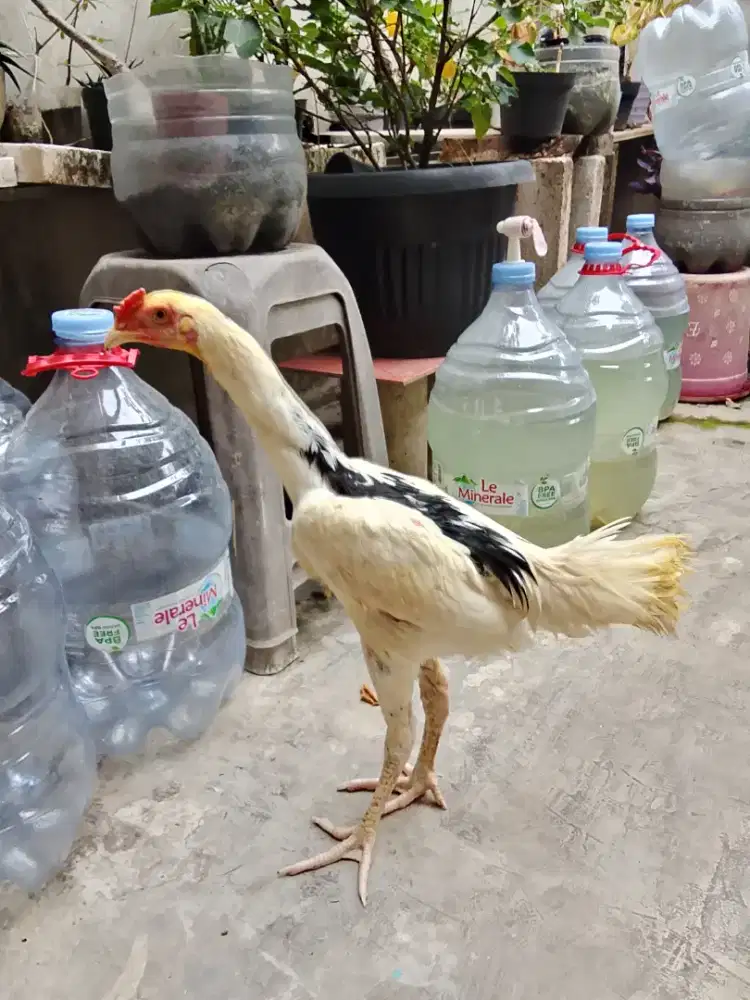 Ayam shamo x bangkok
