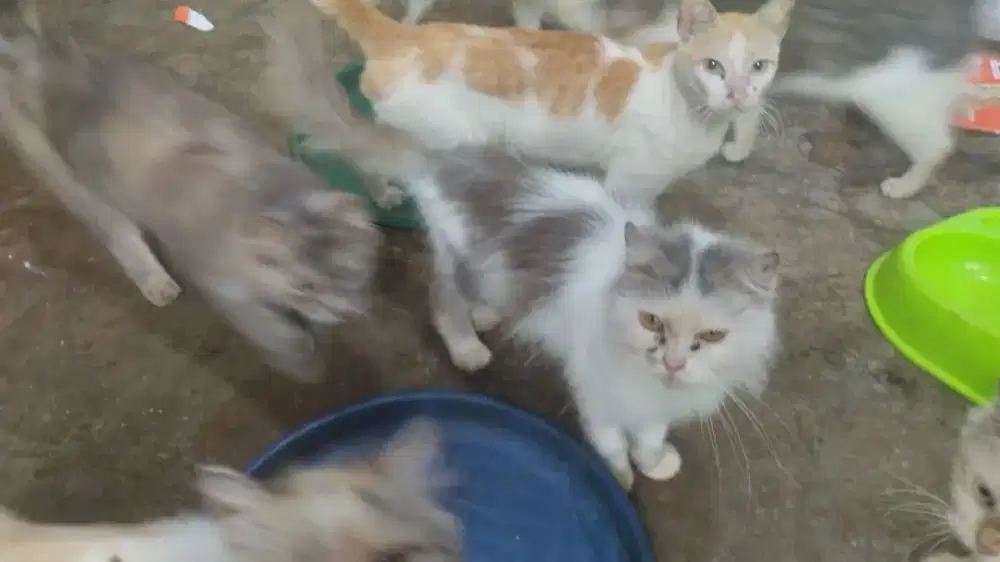 Lepas adopsi persia