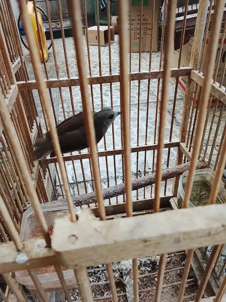 Jual burung kancilan bakau