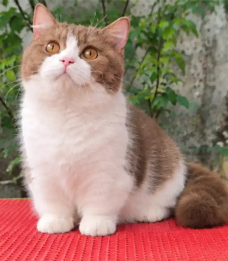 Munckhin bicolor cinamon male 5 bulan